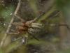 Agelena labyrinthica